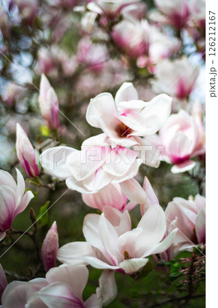 Pink Magnolia Tree with Blooming Flowers during Springtime 126212167