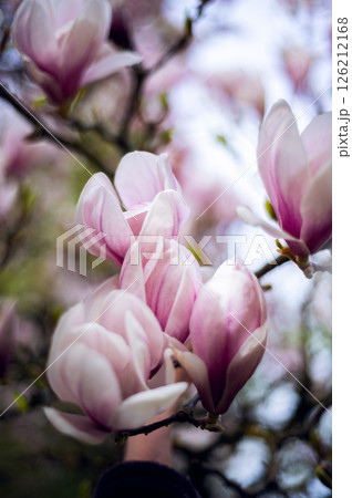 Pink Magnolia Tree with Blooming Flowers during Springtime 126212168