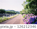 フィルムカメラで撮った歩道沿いに咲く紫陽花 126212346