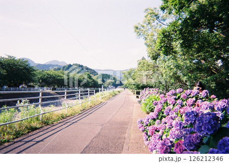 フィルムカメラで撮った歩道沿いに咲く紫陽花 126212346