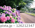 フィルムカメラで撮った歩道沿いに咲く紫陽花 126212347
