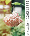 フィルムカメラで撮ったピンクの紫陽花 126212351