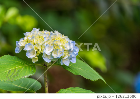 淡い青と黄色が美しい初夏の紫陽花 淡い青と黄色が美しい初夏の紫陽花 126212680