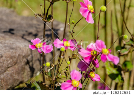 風に揺れる秋明菊の可憐な姿 風に揺れる秋明菊の可憐な姿 126212681