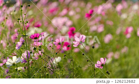 秋風に揺れるコスモスの花畑 126212682