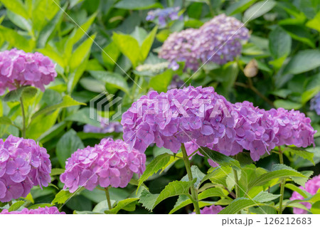 鮮やかなピンク色の紫陽花が咲き誇る初夏の庭園 126212683