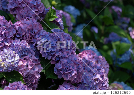 日陰に咲く落ち着いた色合いの紫陽花 日陰に咲く落ち着いた色合いの紫陽花 126212690