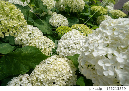 咲き誇る初夏の白いアジサイの群生 咲き誇る初夏の白いアジサイの群生 126213839