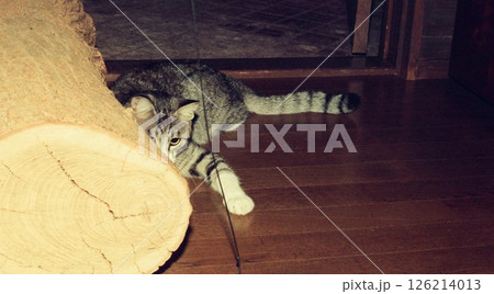 紐にじゃれる若い猫,桃ちゃん 126214013