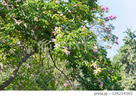 Silk floss tree, tropical tree with prickles on its trunk. Chorisia speciosa.  Malta, Europe 126214363
