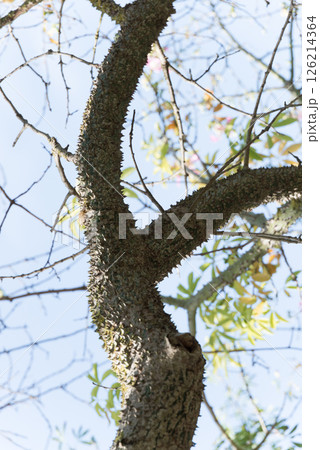 Silk floss tree with prickles in its trunk. Malta, Europe 126214364