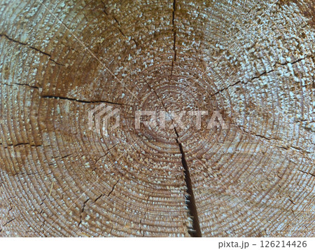 Exploring the intricate patterns of a tree stump revealing years of nature's growth and resilience in a vibrant forest setting Exploring the intricate patterns of a tree stump revealing years of nature's growth and resilience in a vibrant forest setting 126214426