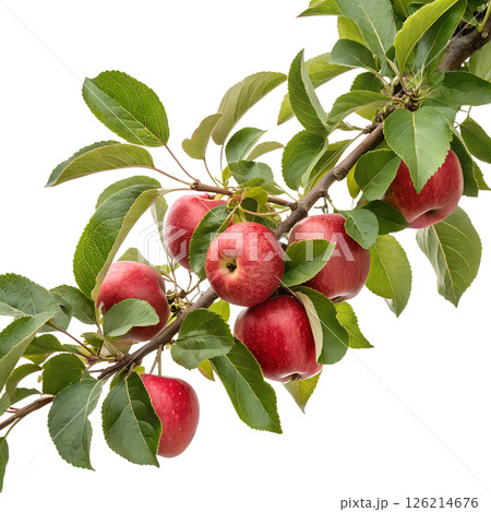 Fresh red apples on a branch with green leaves, isolated on transparent background, natural healthy fruit 126214676
