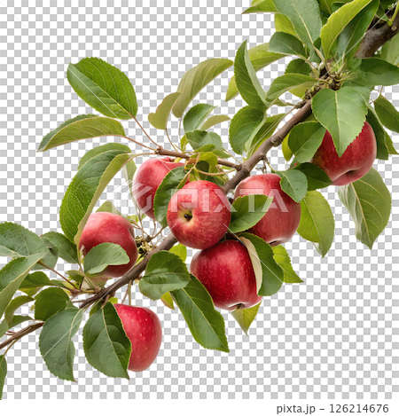 Fresh red apples on a branch with green leaves, isolated on transparent background, natural healthy fruit 126214676