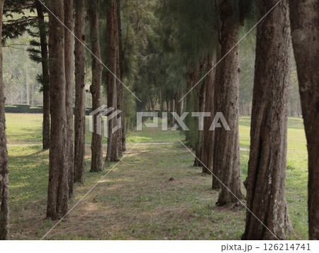 A Serene and Beautiful TreeLined Path Crafted Within the Heart of Natures Splendor A Serene and Beautiful TreeLined Path Crafted Within the Heart of Natures Splendor 126214741