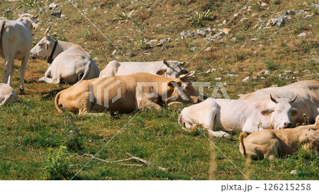 Cattle resting peacefully on a sunlit hillside in the serene countryside during a warm afternoon Generative AI Cattle resting peacefully on a sunlit hillside in the serene countryside during a warm afternoon Generative AI 126215258
