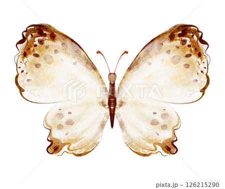 Hand drawn watercolor illustration of a butterfly with open wings. Isolated on white background. Suitable for cards, invitations, prints, and nursery design. Hand drawn watercolor illustration of a butterfly with open wings. Isolated on white background. Suitable for cards, invitations, prints, and nursery design. 126215290