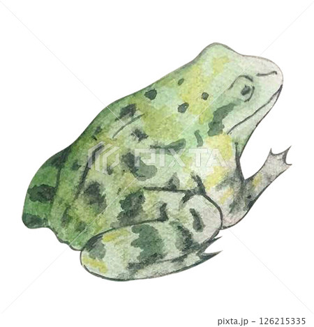 frog watercolor frog watercolor 126215335