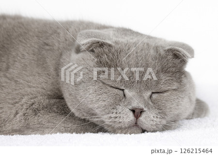 cute kitten on a light background cute kitten on a light background 126215464
