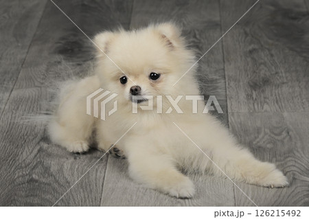 cute spitz dog close up 126215492