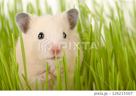 A hamster sits in the grass 126215507