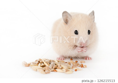 brown hamster eat food on a light background 126215513