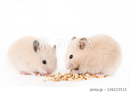 brown hamster eat food on a light background brown hamster eat food on a light background 126215515