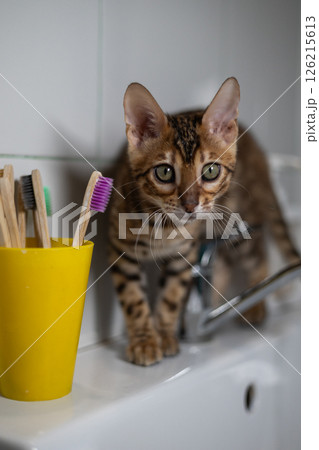 A small Bengal kitten walks carefully along the edge of a bathroom sink, next to a yellow bowl with bamboo toothbrushes, showing a mixture of curiosity and domesticity. The kitten studies the sink. A small Bengal kitten walks carefully along the edge of a bathroom sink, next to a yellow bowl with bamboo toothbrushes, showing a mixture of curiosity and domesticity. The kitten studies the sink. 126215613