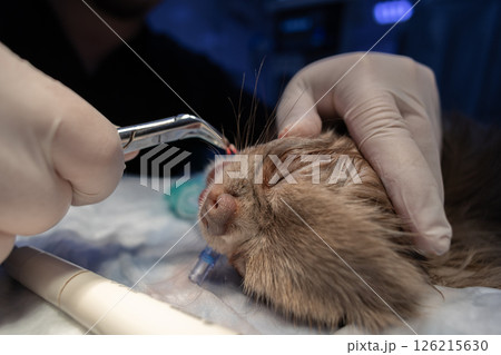 A doctor removes a tooth from a dog. A vet wearing gloves removes a diseased tooth from an anesthetized dog on an operating table at a veterinary clinic, promoting the animal's oral health. A doctor removes a tooth from a dog. A vet wearing gloves removes a diseased tooth from an anesthetized dog on an operating table at a veterinary clinic, promoting the animal's oral health. 126215630