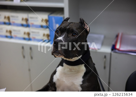 A calm and attentive American Staffordshire Terrier dog waits patiently at a veterinary clinic, demonstrating the trusting bond between pets and a veterinarian. Cute dog at a veterinary clinic. 126215634