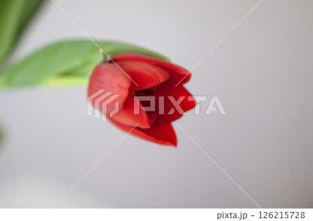 Red tulip. Beautiful spring flower. Romantic bouquet details. 126215728