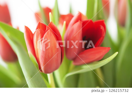 Red tulips. Beautiful spring flowers. Romantic bouquet. 126215732