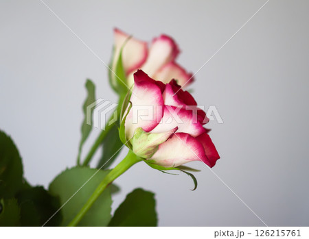 Red roses. Beautiful flowers. Romantic bouquet details. Red roses. Beautiful flowers. Romantic bouquet details. 126215761