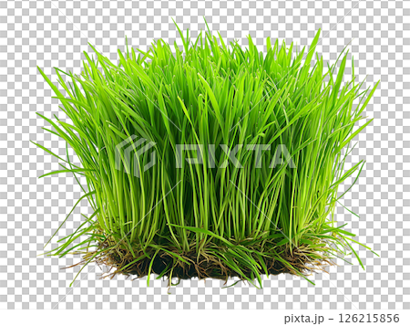Vibrant green grass tuft, isolated on white.  Perfect for spring, nature, growth, and environmental themes. 126215856
