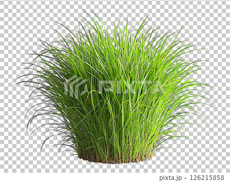 Lush, vibrant green grass tuft isolated on white.  Perfect for spring, nature, growth, and environmental concepts.  Use in websites, blogs, or print for a fresh, clean look. 126215858
