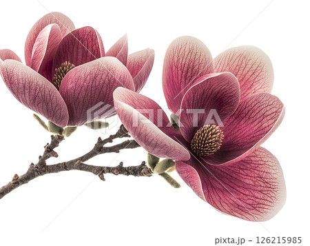 Elegant pink magnolia blossoms in full bloom, gracefully arranged on a delicate branch. Elegant pink magnolia blossoms in full bloom, gracefully arranged on a delicate branch. 126215985