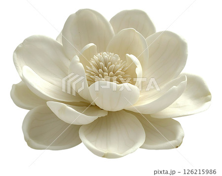 Elegant cream magnolia blossom, showcasing delicate petals and intricate texture.  Perfect for spa, beauty, or wedding themes evokes serenity and purity. Elegant cream magnolia blossom, showcasing delicate petals and intricate texture.  Perfect for spa, beauty, or wedding themes evokes serenity and purity. 126215986