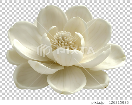Elegant cream magnolia blossom, showcasing delicate petals and intricate texture.  Perfect for spa, beauty, or wedding themes evokes serenity and purity. Elegant cream magnolia blossom, showcasing delicate petals and intricate texture.  Perfect for spa, beauty, or wedding themes evokes serenity and purity. 126215986