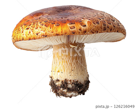 A striking closeup of a single, large mushroom against a pure white background. Its cap displays rich, earthy tones of brown and orange, while the stem showcases a creamy, textured surface. 126216049