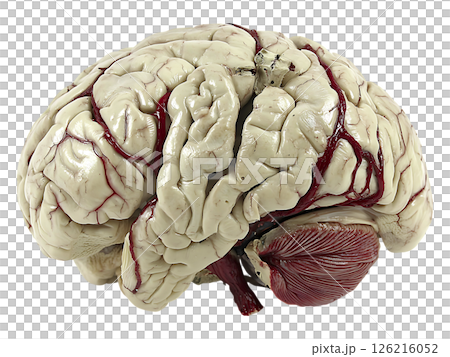 Highdetail anatomical model of a human brain, showcasing intricate gyri and sulci with realistically rendered vasculature. A powerful visual metaphor for intellect, complexity, and neuroscience. Highdetail anatomical model of a human brain, showcasing intricate gyri and sulci with realistically rendered vasculature. A powerful visual metaphor for intellect, complexity, and neuroscience. 126216052