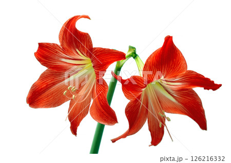 two red hippeastrum flower close-up isolated on white background 126216332