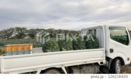 大量のブロッコリーを収穫　軽トラに満載 126216420