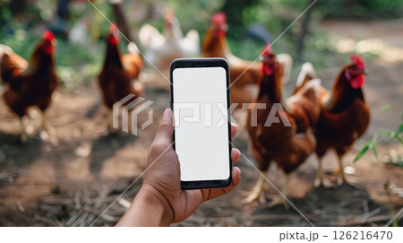 Phone in hand mockup copy space, blurred happy free range chicken, organic egg farm 126216470