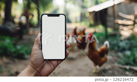 Phone in hand mockup copy space, blurred happy free range chicken, organic egg farm 126216472