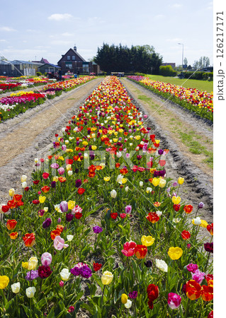 Rows of vibrant tulips creating a colorful landscape in a Dutch field 126217171