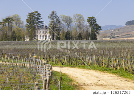 Dirt road leading to a french chateau surrounded by vineyards in Pommard, Bourgogne, France Dirt road leading to a french chateau surrounded by vineyards in Pommard, Bourgogne, France 126217263