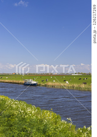 Boat moored on canal bank with cows grazing in North Holland, Netherlands Boat moored on canal bank with cows grazing in North Holland, Netherlands 126217269