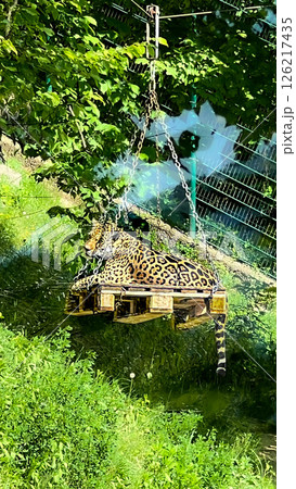 Exotic Grace: Jaguar on a Suspended Platform in a Zoo 126217435