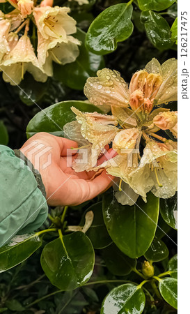 Hand touching a rhododendron flower after rain Hand touching a rhododendron flower after rain 126217475