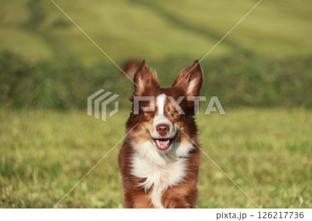 A brown and white dog is standing in a grassy field A brown and white dog is standing in a grassy field 126217736